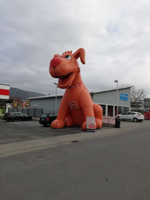 Ein farbenprächtiger roter Felsenkrebs mit gelben Akzenten sitzt auf dunklem Vulkangestein.